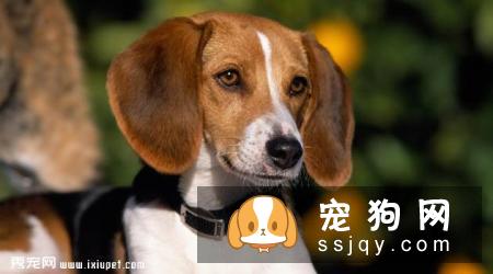 猎狐犬多少钱,好养吗?猎狐犬图片|价格|训练