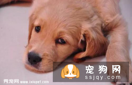 幼狗流鼻涕，狗狗流黄鼻涕