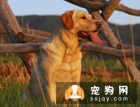 德国短毛指示猎犬多少钱一只,好养吗_图片|价格|训练