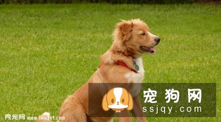 新斯科舍猎鸭寻猎犬好养吗，怎么训练|图片|价格