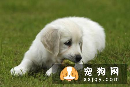 原来维生素对狗狗那么重要