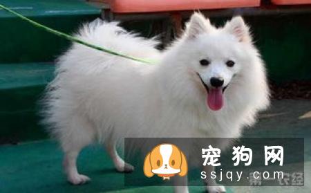银狐犬和萨摩耶的区别有哪些？