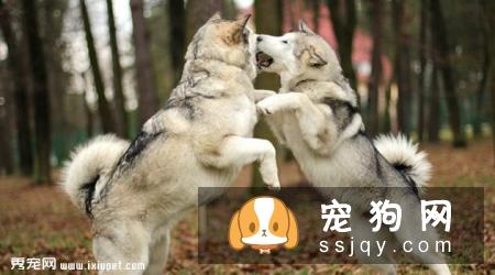 巨型阿拉斯加犬多少钱一只，价格贵吗？