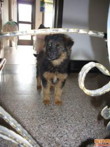 芬兰狐狸犬的介绍以及正确挑选办法