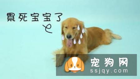 遛狗必须知道的狗狗召回技巧