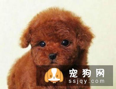 硬毛指示格里芬犬多少钱一只,好养吗_智商|价格|图片
