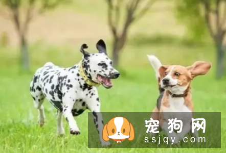 狗狗喜欢乱叫是怎么回事? 如何训练狗不乱叫?