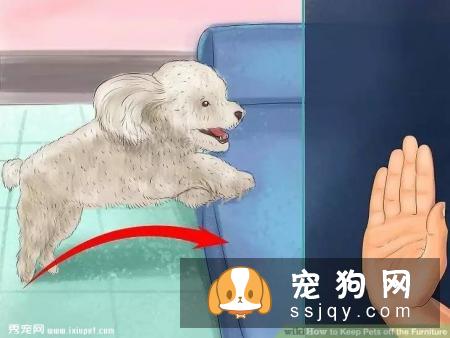 如何让宠物不祸害家具？