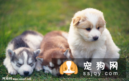 狗怕什么气味？如何通过气味来训练狗狗？