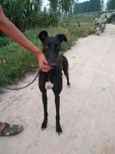 【杜高犬】杜高犬好养吗_怎么饲养？
