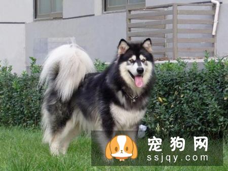 比格犬的历史介绍及作用