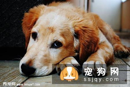 原来维生素对狗狗那么重要
