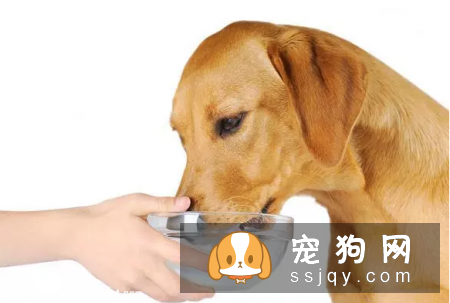 养狗狗的这些坏习惯可能致命，请注意！