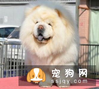 【松狮犬狗粮】松狮吃什么狗粮好？