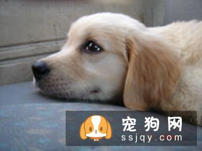 狗狗发烧有哪些症状和治疗方法
