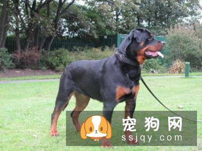 坎高犬智商高吗,多少钱一只？
