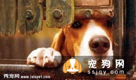 惩罚狗狗时，哪些该做哪些不该做？