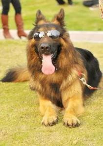 猎犬排名之德国牧羊犬的介绍与其饲养办法