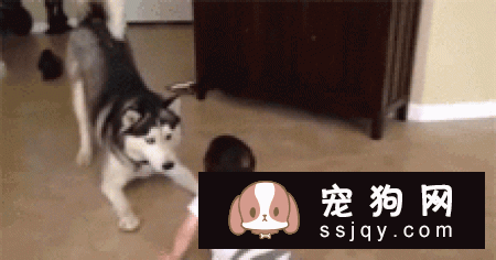 六个方法轻松辨别哈士奇与阿拉斯加