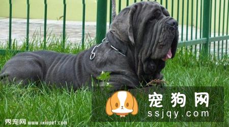 意大利扭玻利顿犬的缺点及外形特征_训练_价格