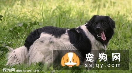 斯塔比荷猎犬多少钱一只,好养吗_图片|训练