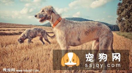 爱尔兰猎狼犬图片_爱尔兰猎狼犬多少钱