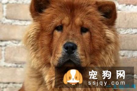 松狮犬怎么进行毛发梳理？