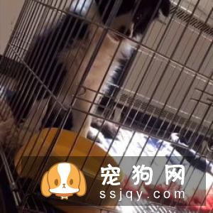 狗狗是如何感染犬瘟的，犬瘟晚期能注射单抗治疗吗?