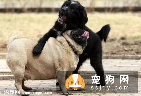夏季狗狗打架不幸咬伤怎么处理？