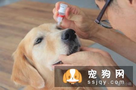狗狗的视力好吗，狗狗眼里看到的世界是什么样的?