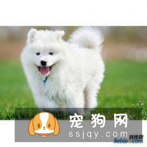 萨摩耶幼犬饲养小技巧