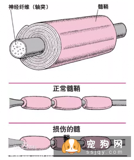 狗狗是如何感染犬瘟的，犬瘟晚期能注射单抗治疗吗?