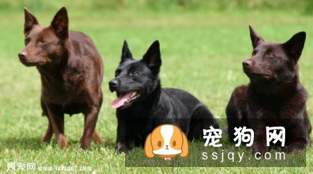 澳大利亚卡尔比的外形特征及饲养方法|图片