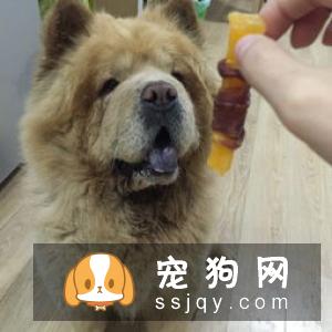 【松狮犬狗粮】松狮吃什么狗粮好？