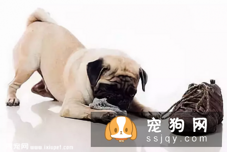 狗狗异食癖是什么原因导致的，应该如何防治？
