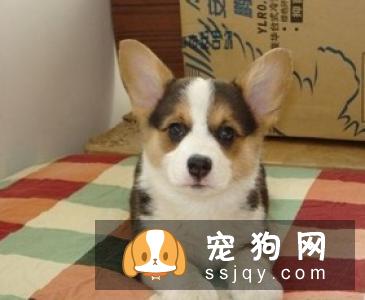 柯基的品种，还有第三种柯基哦