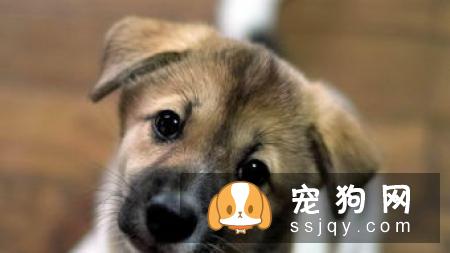 狗狗为什么吐黄水? 教你这样解决!
