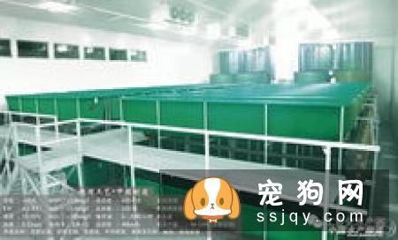 京巴狗的寿命有多长？需要注意哪些饲养禁忌？