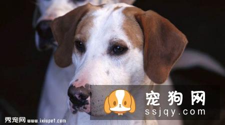猎狐犬多少钱,好养吗?猎狐犬图片|价格|训练