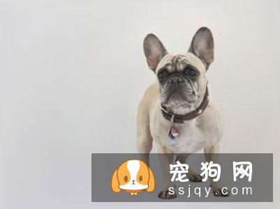 狗狗为什么会得红眼病，该怎么治疗