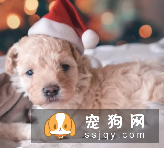 狗狗喜欢乱叫是怎么回事? 如何训练狗不乱叫?