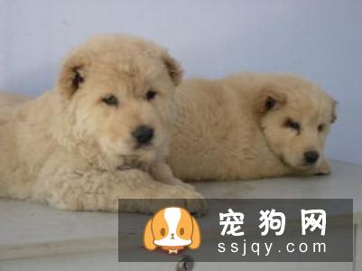 粗毛意大利猎犬好养吗_怎么饲养？
