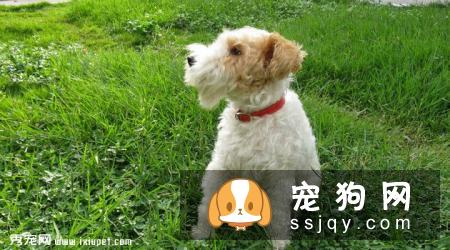 刚毛猎狐梗好养吗_如何训练|图片