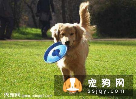 狗狗生性好动贪玩,狗狗主人们空闲之余,陪爱犬同乐未必不是最幸福的事
