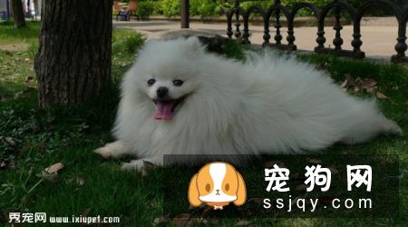 博美犬吐了怎么办,博美犬吐了处理方法