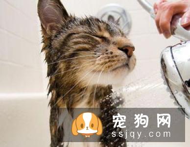 宠物洗澡也要有一个好环境