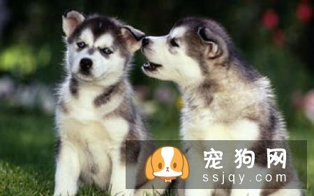 在养狗之前先了解这些，让狗狗成为训练有素的好狗