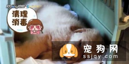 狗狗身上的跳蚤应该如何祛除