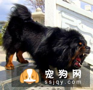 蓝曼龙鱼的外形特征及饲养方式|图片