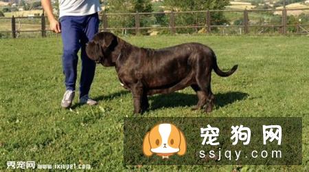 意大利扭玻利顿犬的缺点及外形特征_训练_价格